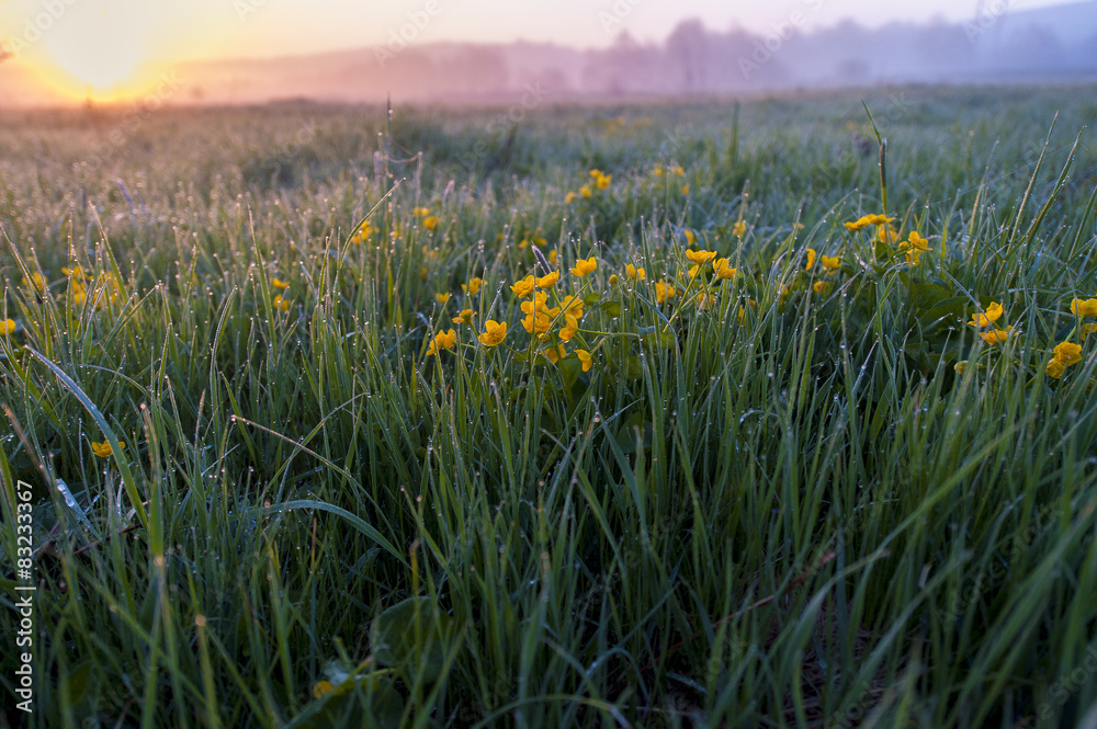 Green grass and yellow flowers in the morning Green grass and yellow flowers in the morning