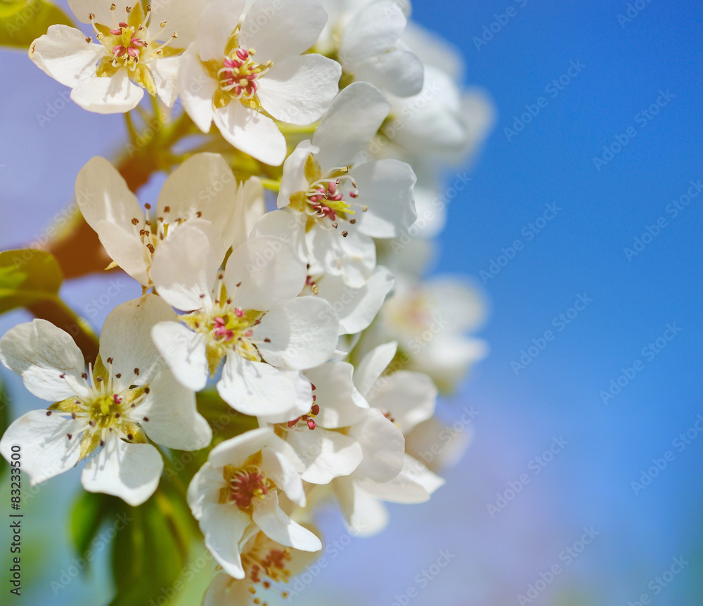 Flowers bloom on a branch of pear against blue sky Flowers bloom on a branch of pear against blue sky