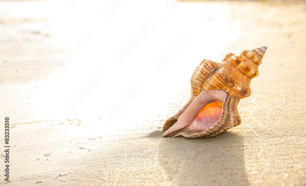 Obraz premium Macro photo of sea shell on sandy beach