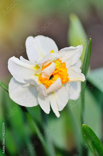 Fototapeta Naklejka Na Ścianę i Meble -  Flower narcissus
