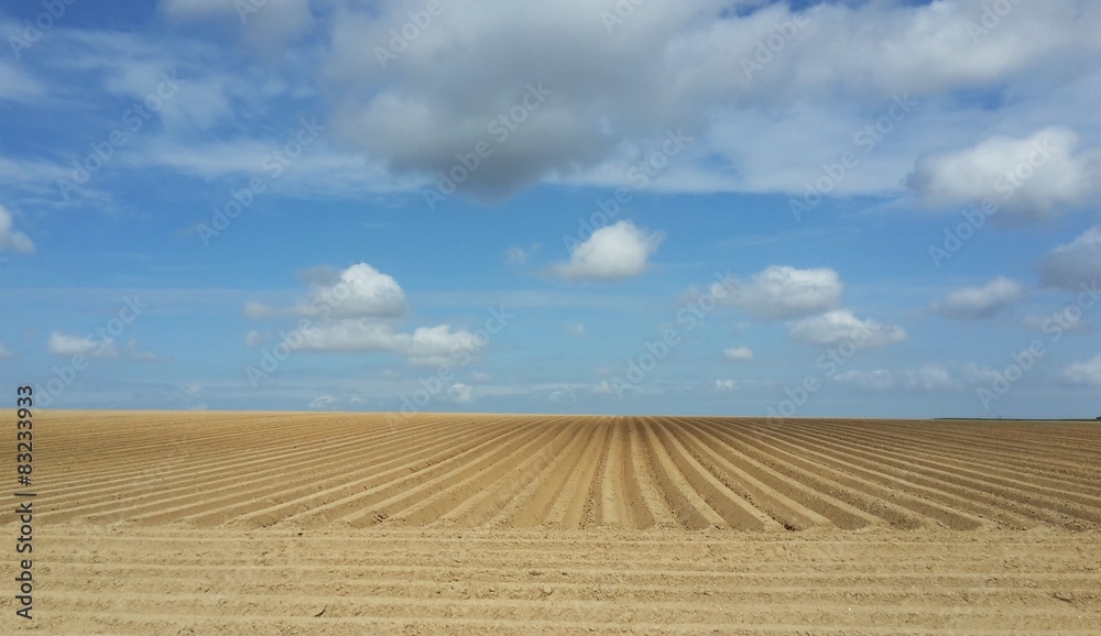 Champ de pomme de terre Photos | Adobe Stock