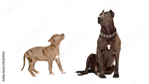 Adult dog and puppy pit bull together 