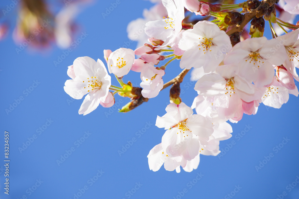 青空と桜