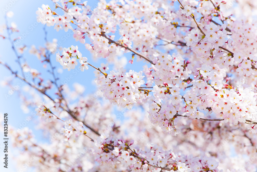 Fototapeta premium 青空と桜
