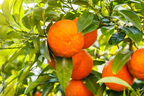 mandarins on tree