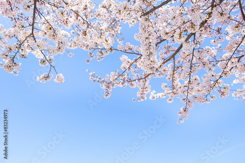 Obraz na płótnie 青空と桜 w salonie