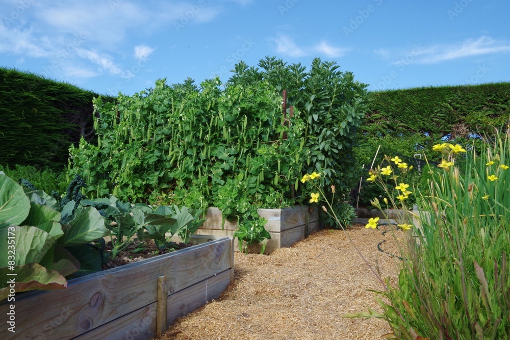 Home kitchen vege garden Home kitchen vege garden