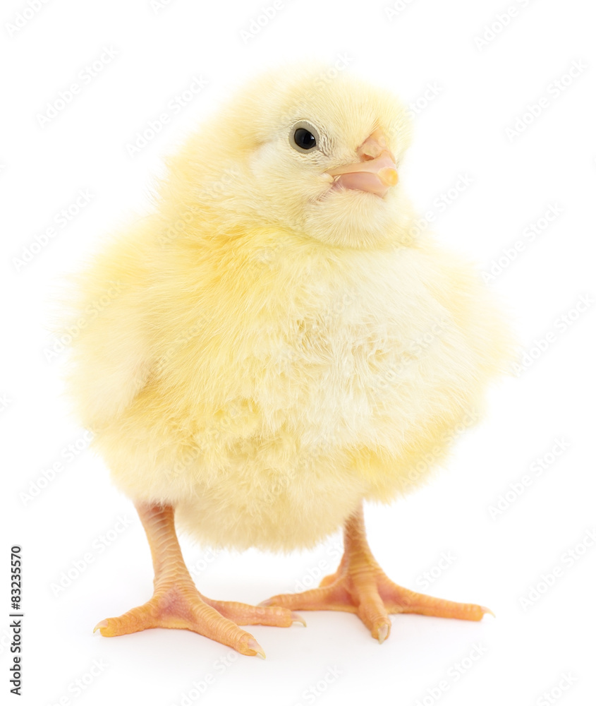 Obraz premium Small chicken