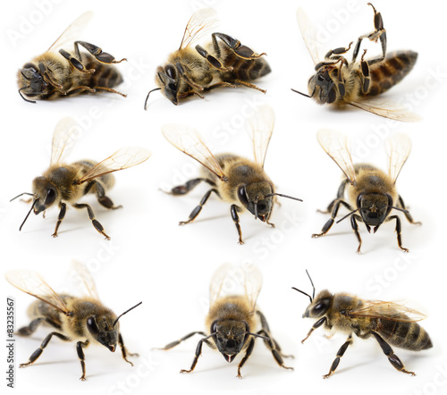 Set of bees © Anatolii