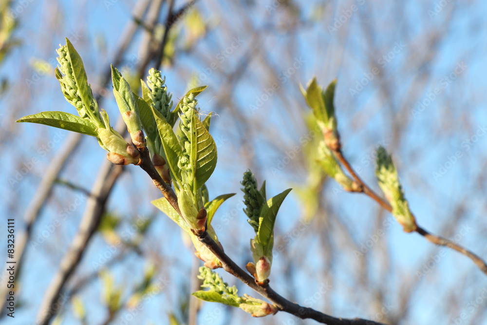 Bird cherry tree  flowers in the spring