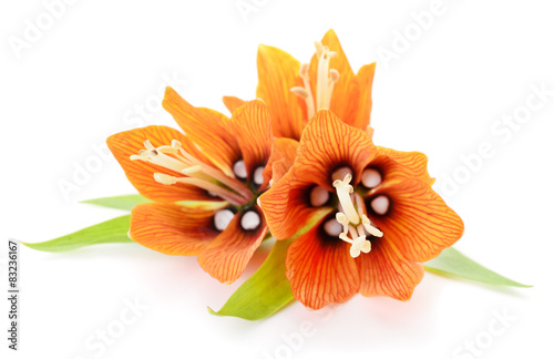 Fototapeta Naklejka Na Ścianę i Meble -  Yellow Lily