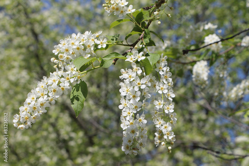 Bird cherry tree  flowers in the spring