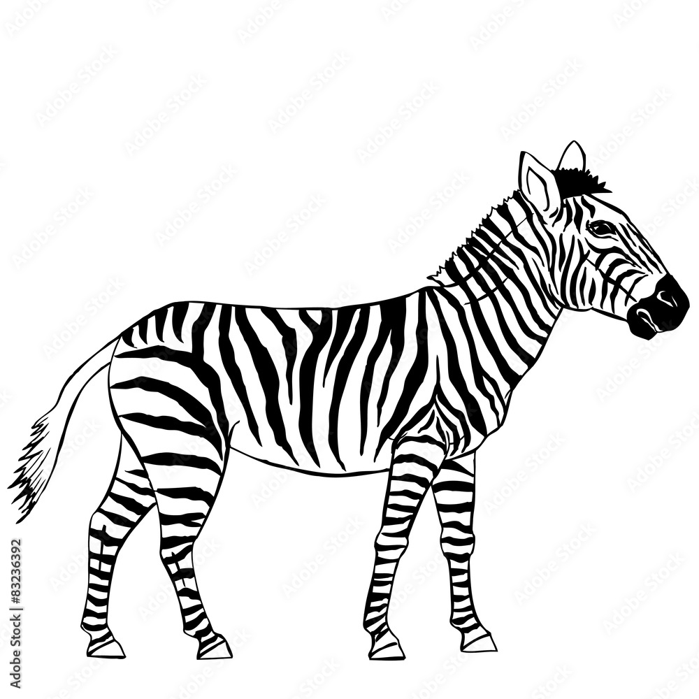 Obraz premium Zebra
