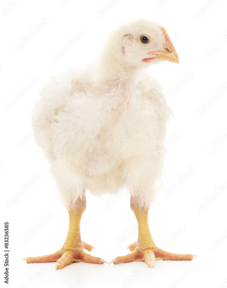 Fototapeta premium White chicken