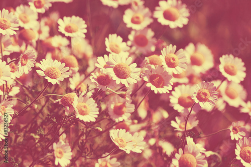 Fototapeta Naklejka Na Ścianę i Meble -  Retro natural background from wilde chamomile flowers