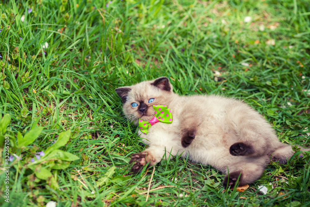 Cute kitten relaxing on the grass Cute kitten relaxing on the grass