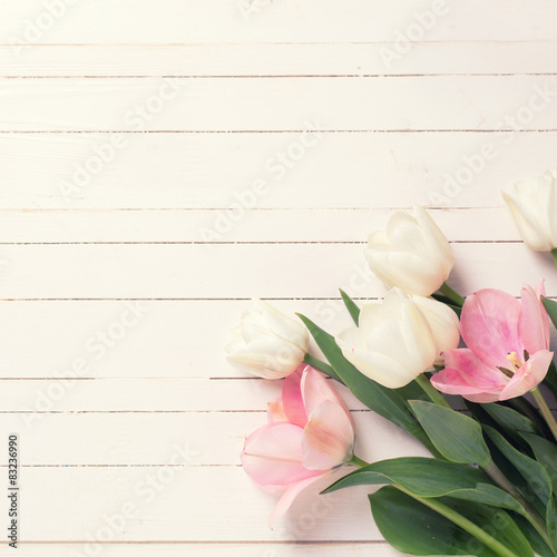 Background with fresh pink and white  tulip flowers © daffodilred