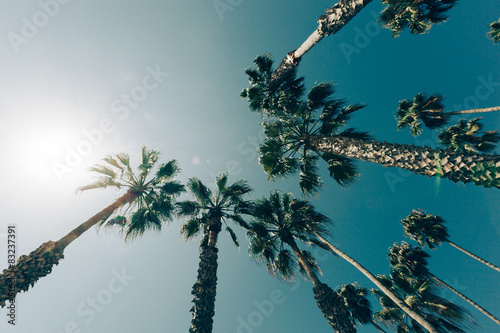 Palm Trees in California