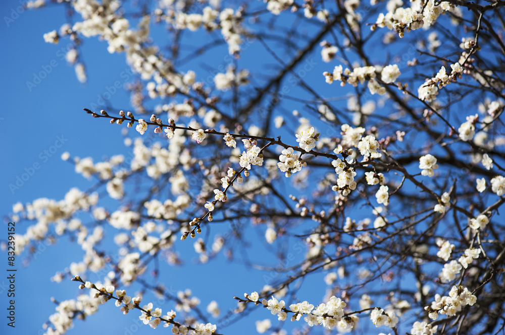 Apricot tree flower Apricot tree flower