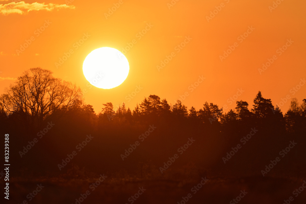 Sunrise with forest background