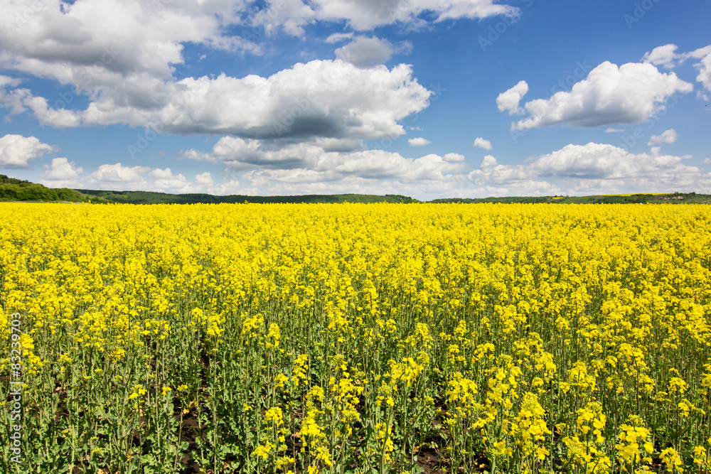 cloudy blue sky and yellow flowers in summer field