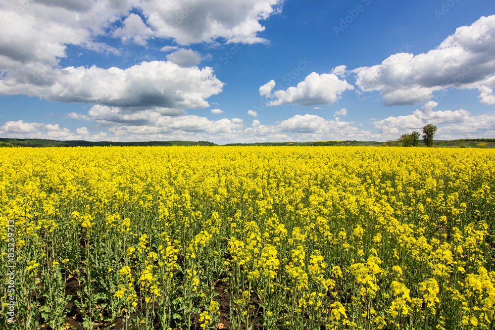 cloudy blue sky and yellow flowers in summer field cloudy blue sky and yellow flowers in summer field