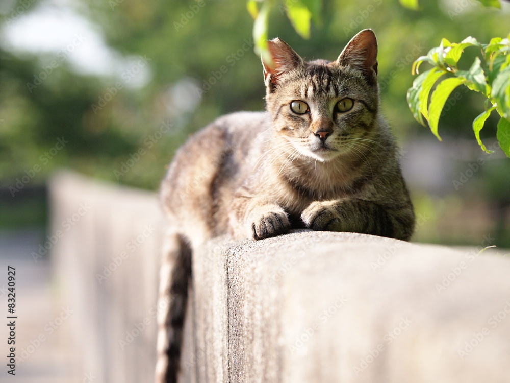 Obraz premium 塀の上の猫