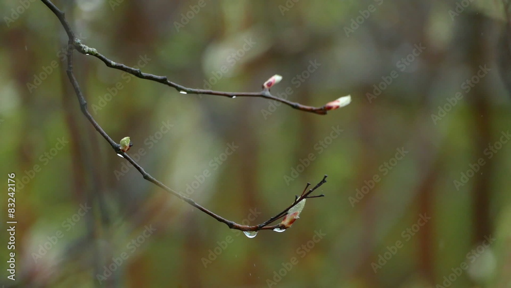 raindrops on a young spring branch raindrops on a young spring branch