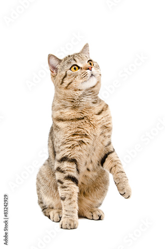 Portrait of a curious Cat Scottish Straight 