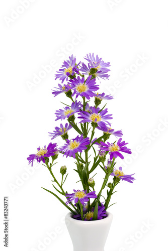 Bouquet purple daisy in vase