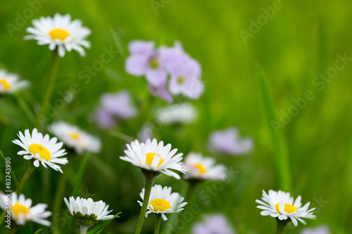 Fototapeta Naklejka Na Ścianę i Meble -  White daisies meadow.