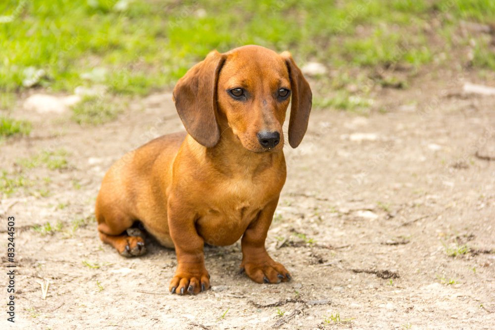 dachshund