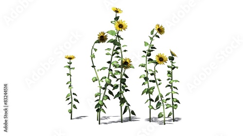 Wallpaper Mural sunflowers separated on white background  Torontodigital.ca