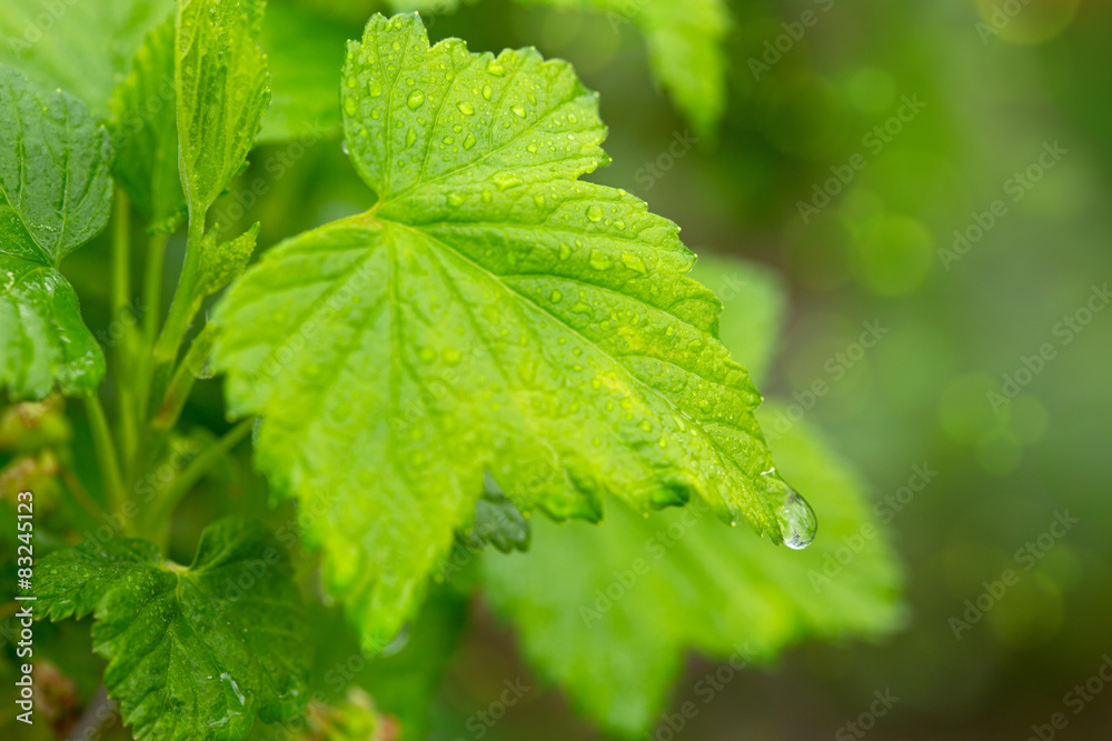 Green leaves ,macro shot. Green leaves ,macro shot.