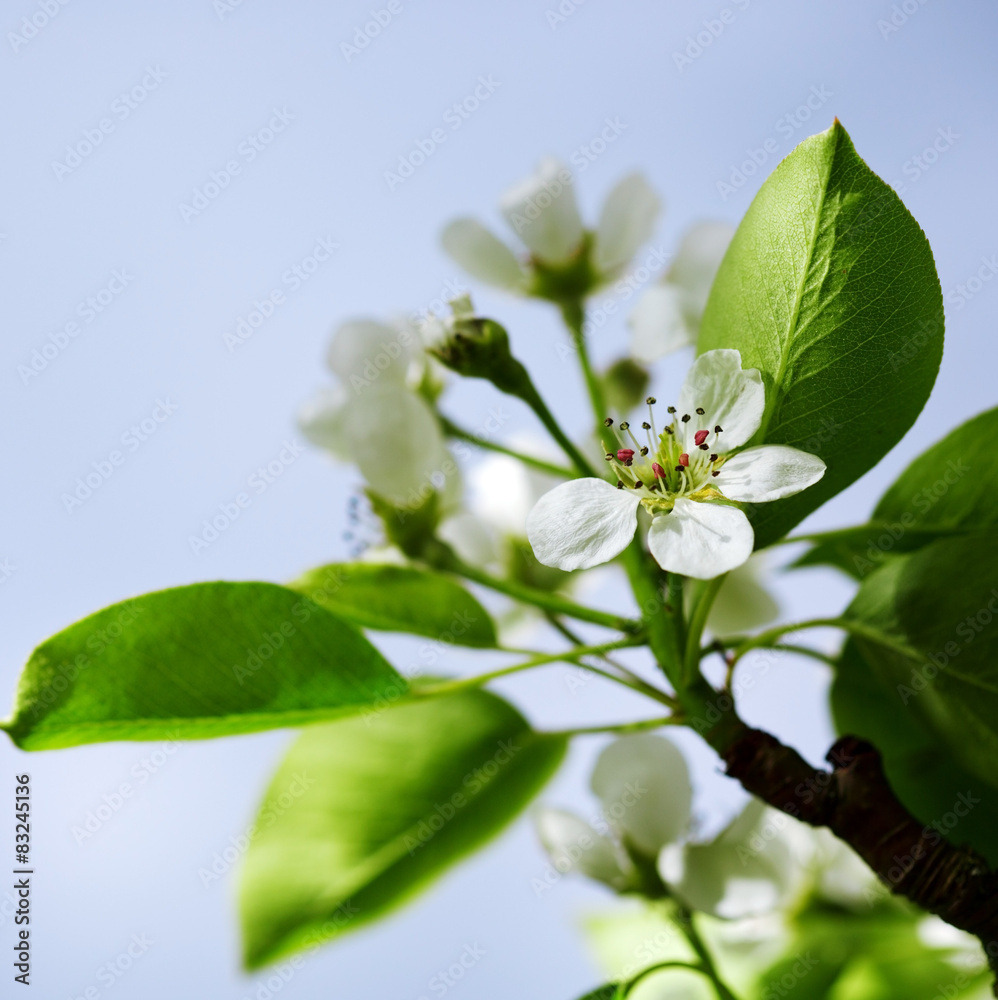 Fototapeta premium Pear tree blossoms in the spring garden.
