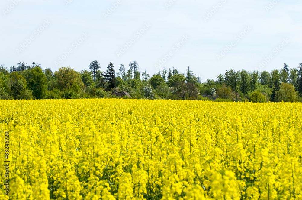 Fields of yellow rape