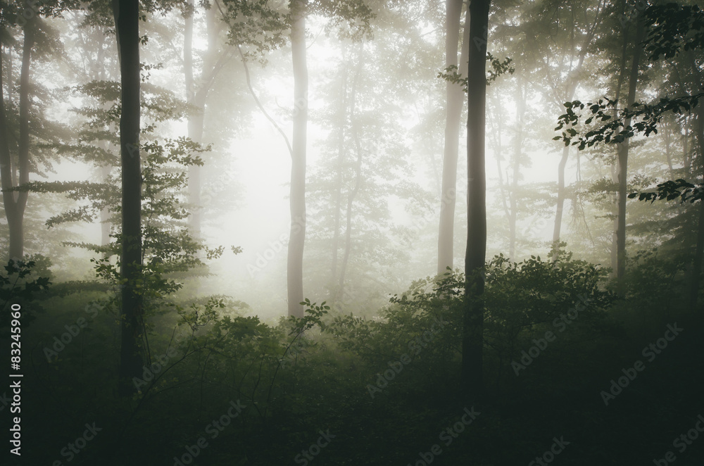 bright light in green misty forest bright light in green misty forest