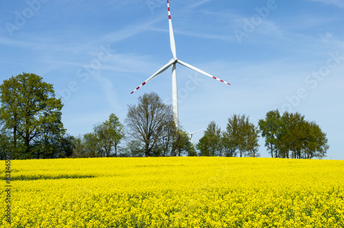 Fields of yellow rape photo