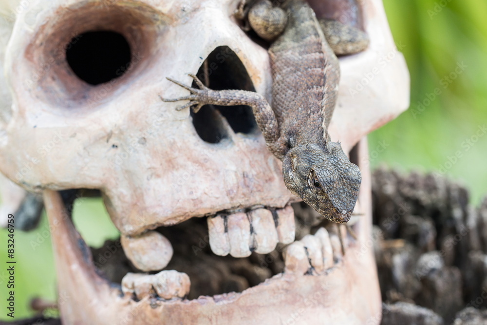 Lizard in the eye of human skull Lizard in the eye of human skull