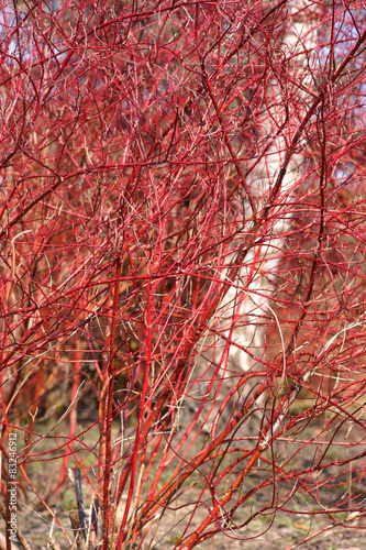 Fotografie Cornus alba - Dogwood winter