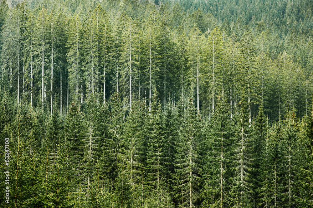 Green coniferous forest with old spruce, fir and pine trees