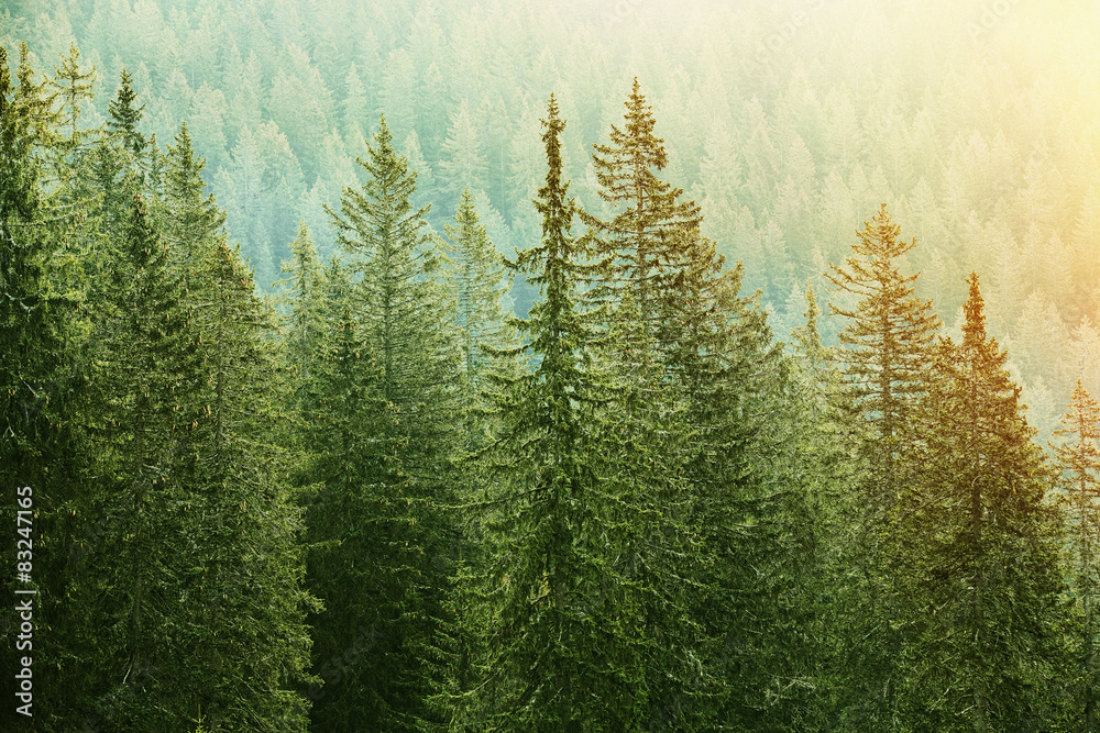 Green coniferous forest lit by sunlight - obrazy, fototapety, plakaty 