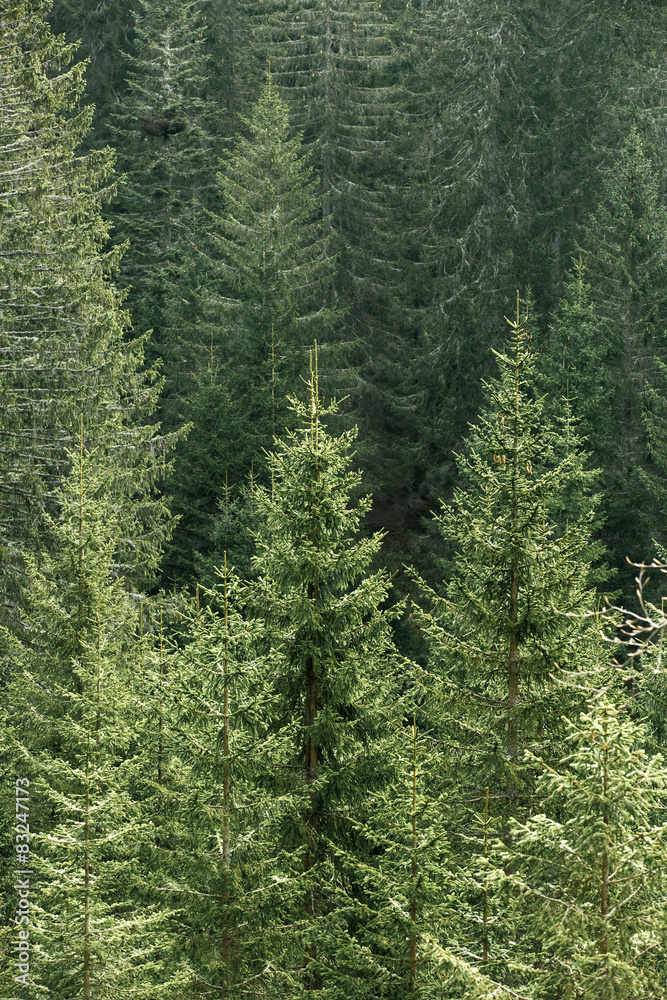 Green coniferous forest with old spruce, fir and pine trees