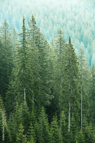 Stampa su tela Green coniferous forest with old spruce, fir and pine trees