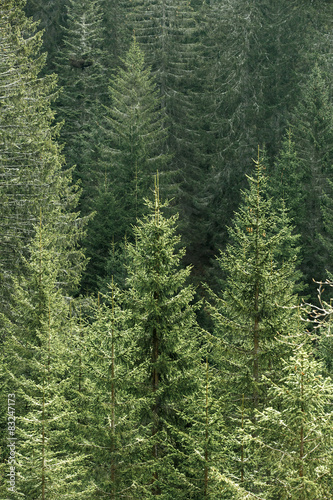 Obraz na płótnie Green coniferous forest with old spruce, fir and pine trees w salonie