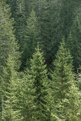 Green coniferous forest with old spruce, fir and pine trees