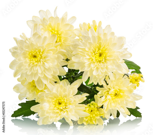 Yellow chrysanthemum flowers