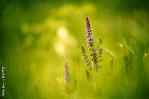 Fototapeta Naklejka Na Ścianę i Meble -  Salvia nemorosa