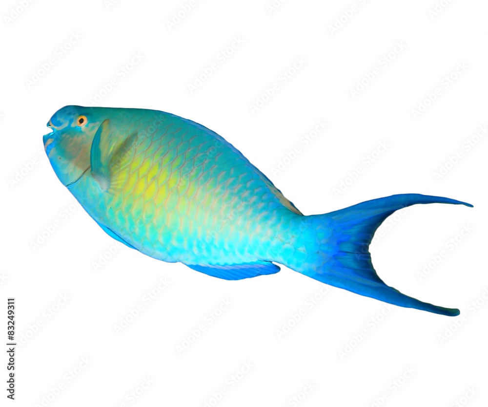Tropical fish isolated on white: Parrotfish Tropical fish isolated on white: Parrotfish