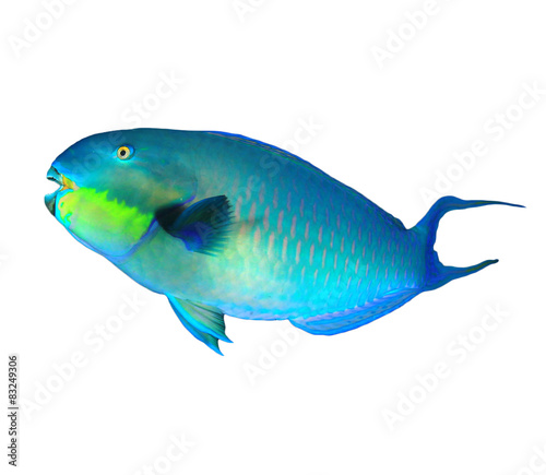 Tropical fish isolated on white: Parrotfish